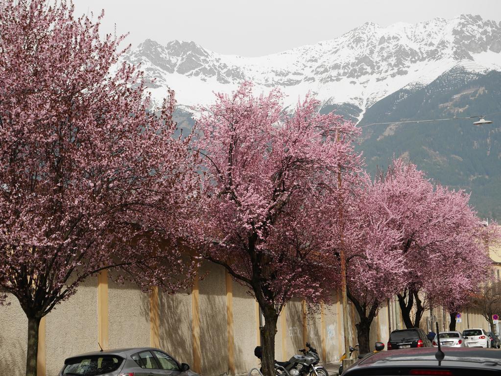 Riedz Apartments Innsbruck- Zentrales Apartmenthaus Mit Gruener Oase Екстер'єр фото